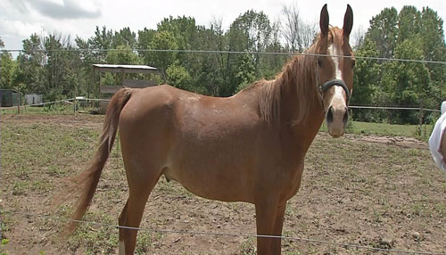 Woman Wants To Bring Horse Education Program Into City (Image 1)_9401