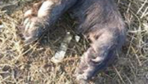 Black bear killed in Fairfield Co._5555