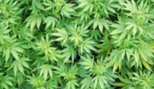 marijuana_6769