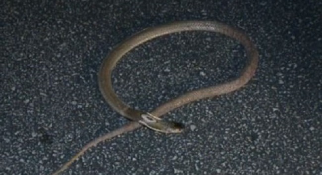 Cobra_21046
