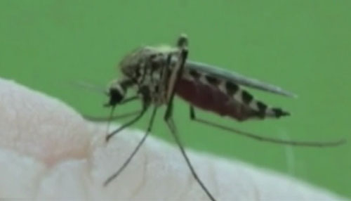 mosquito_18295