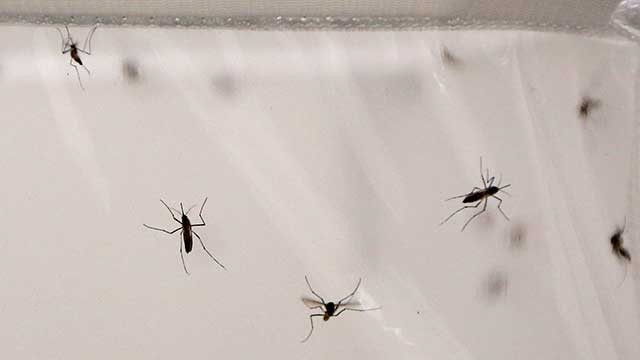 mosquitoes_15806