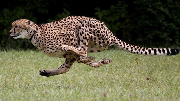 cheetah_80175