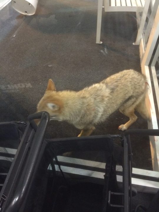 coyote 1_81841