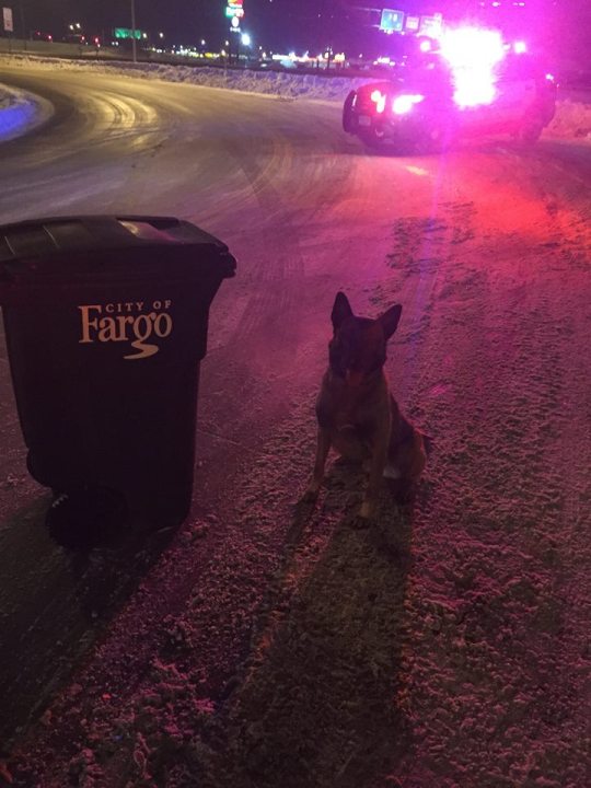 Falco dog_80489