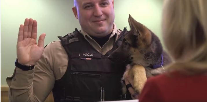 k9 and officer_82365