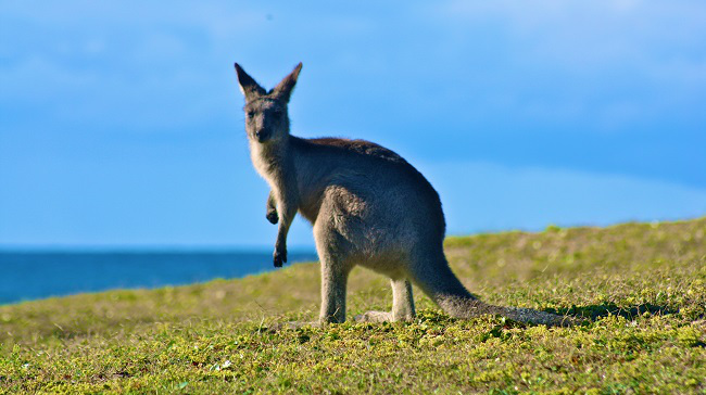 kangaroo650_82640