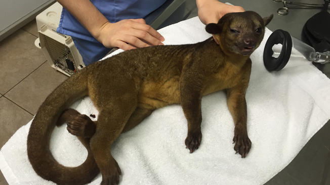 kinkajou+in+miami+home_81940