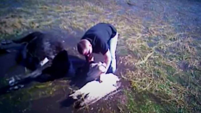 Deputies rescue drowning cow_82624