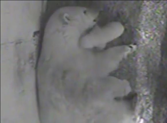 polar bear cub_83510