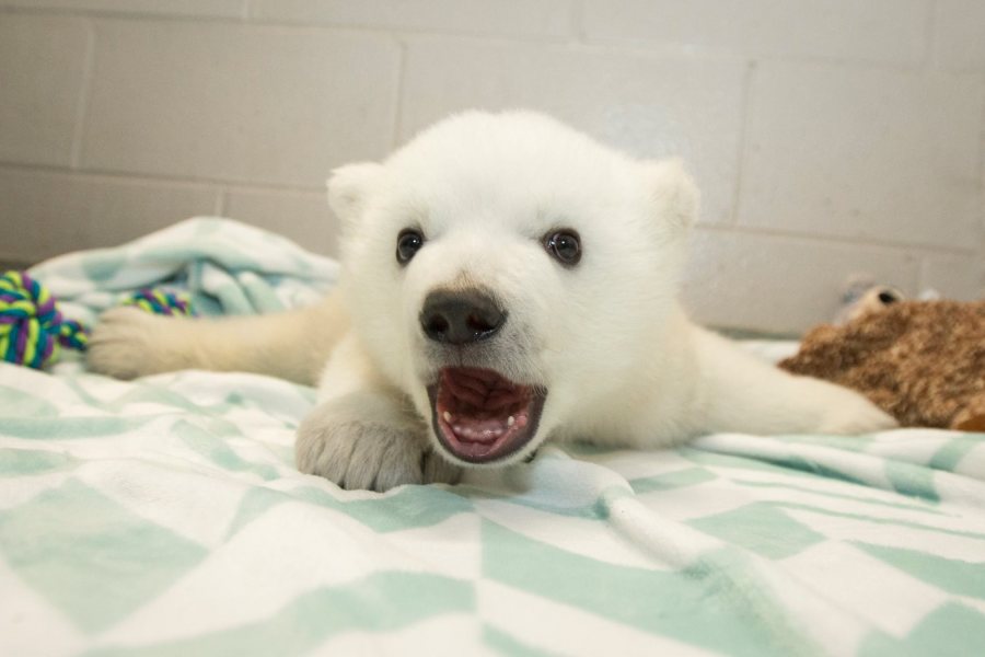 polar bear cub_79265
