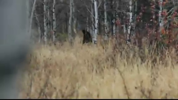 bigfoot_89692