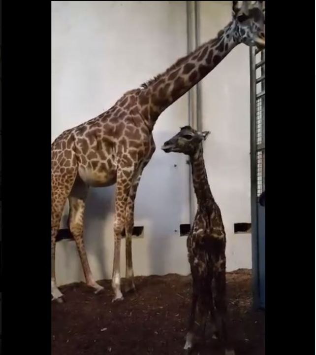 giraffes_84587