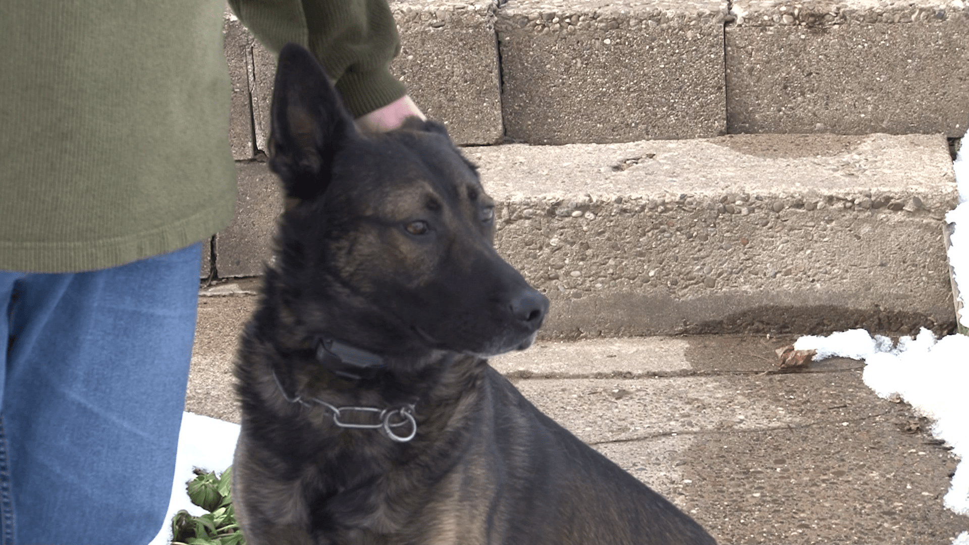 k9copmarietta8_83442