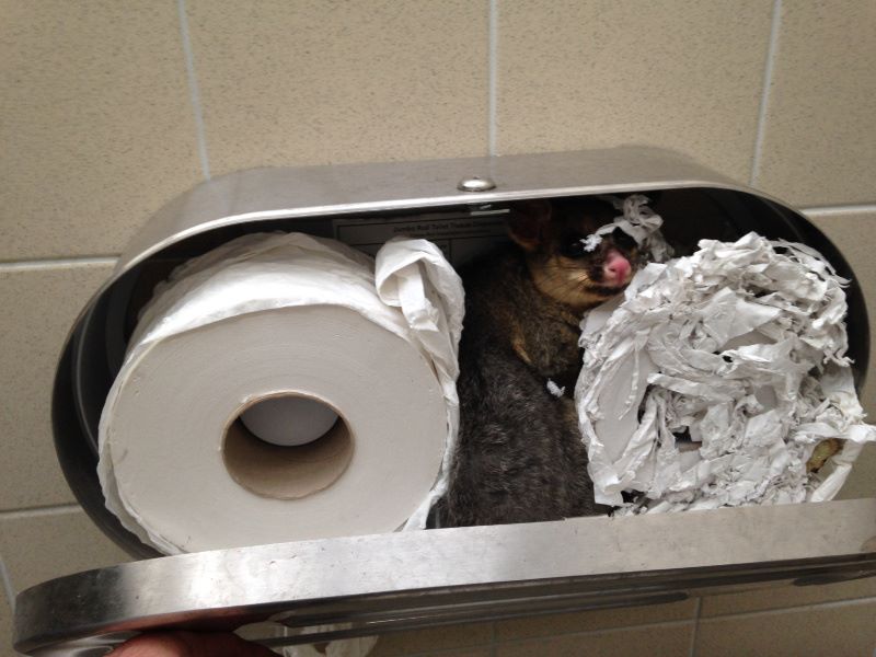 possum 1_88387
