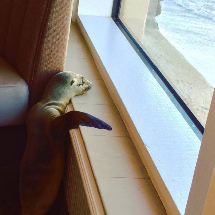 sea lion_85944