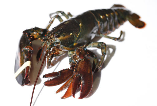 Four Clawed Lobster_98568