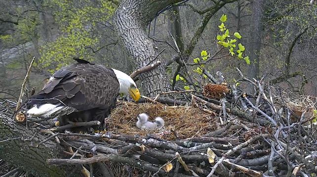 baby eagles_101968