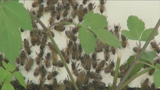 bees_102056