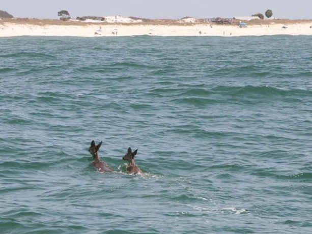deer1-jpg_102377