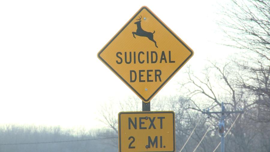 deer_99033