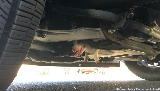 dog-under-police-car-031016_98014