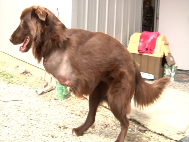 NC_twoleggeddog0311_mezzn_98207