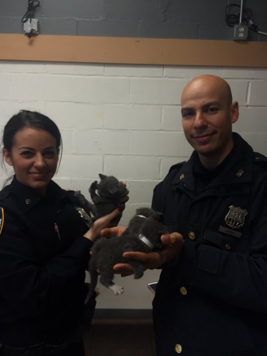 nypd 1_100314