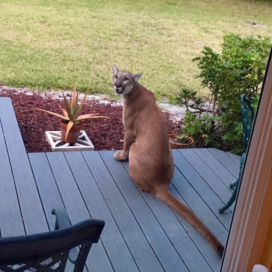 porch-panter_106347
