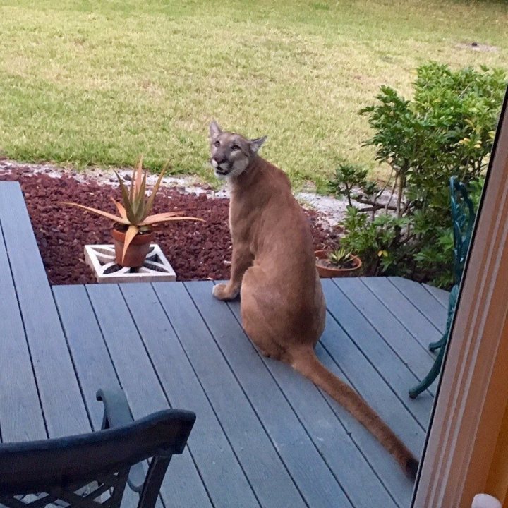 porch-panter_106347