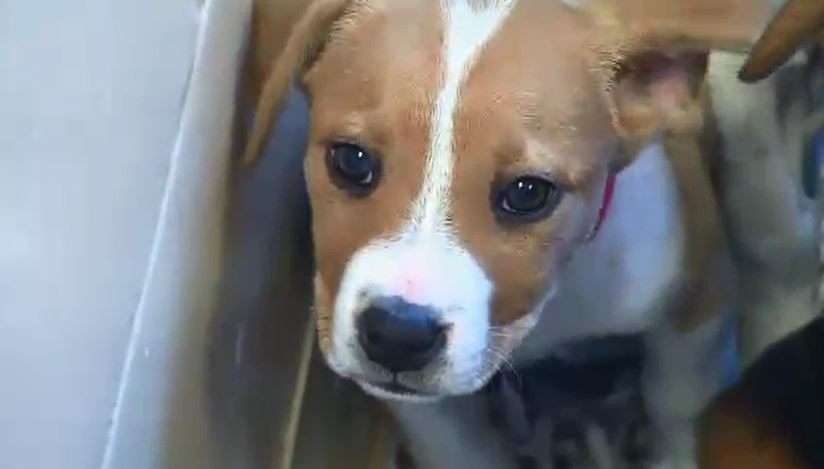 puppy_103265