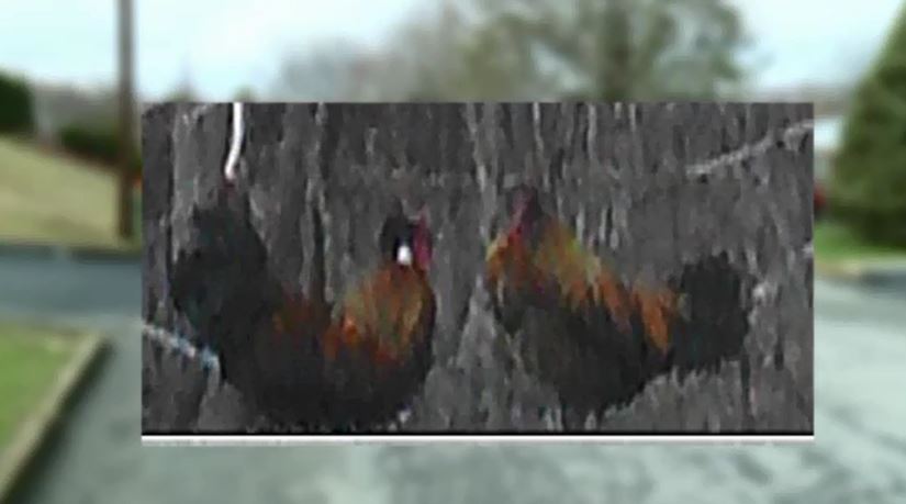 roosters_105599