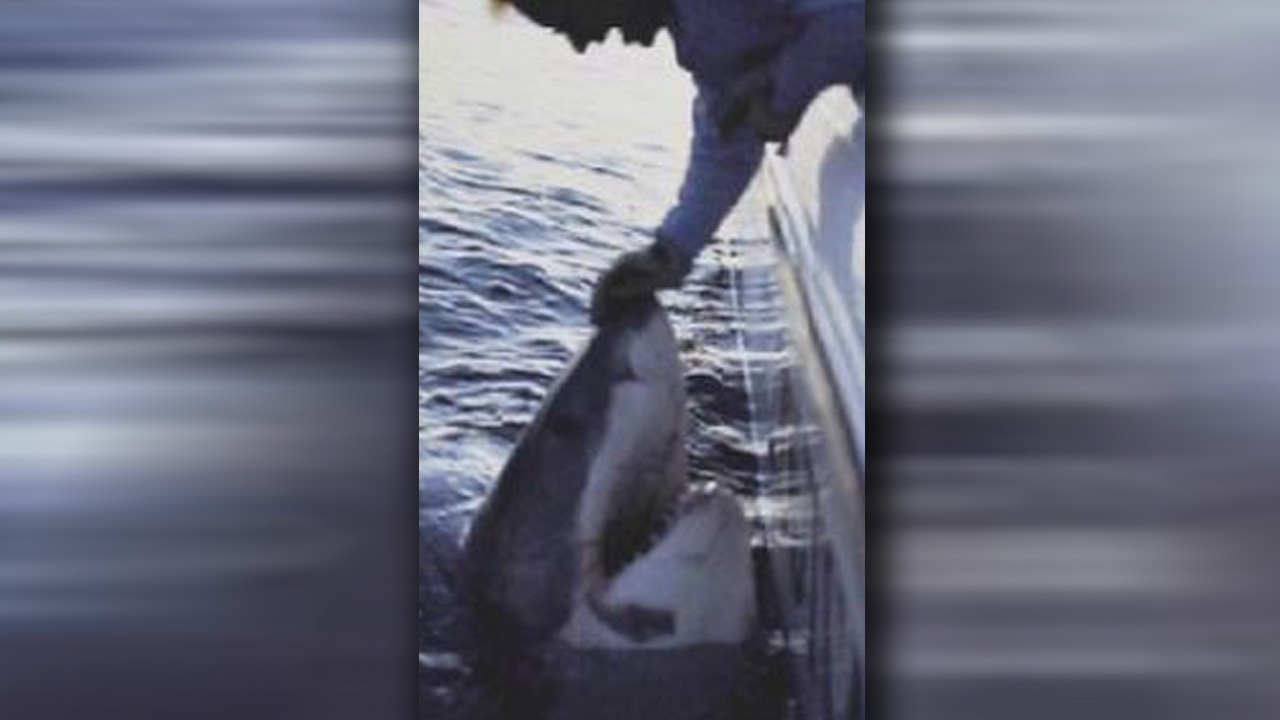 sharkweb_98029
