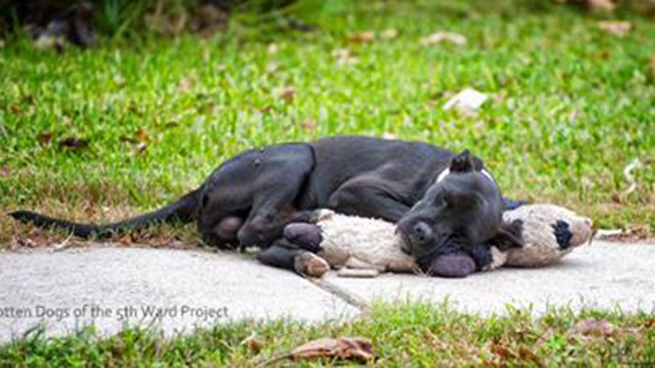 teddybeardog_103939