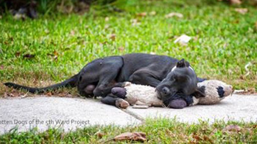 teddybeardog_103939
