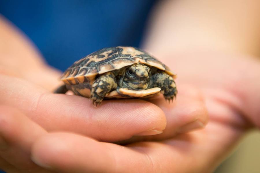 tortoise 1_96891
