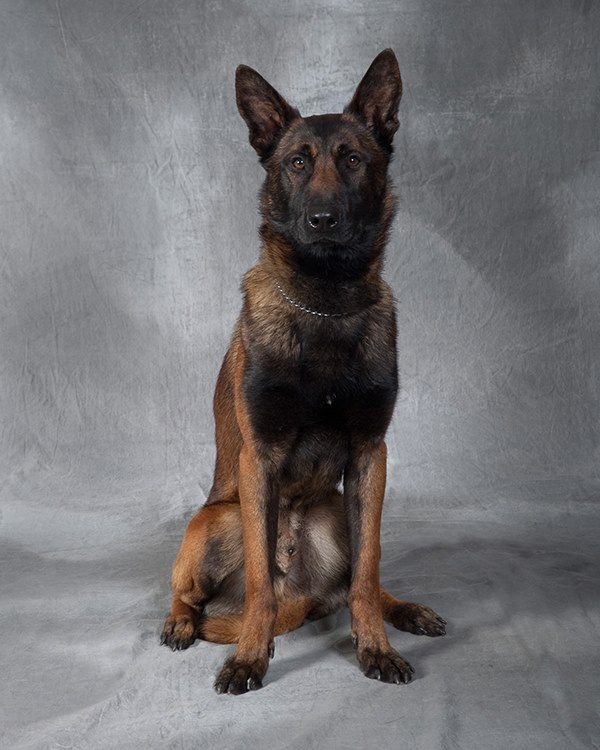 OSP K9, Euro