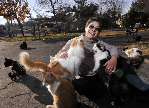 Thousands of Cats_108850