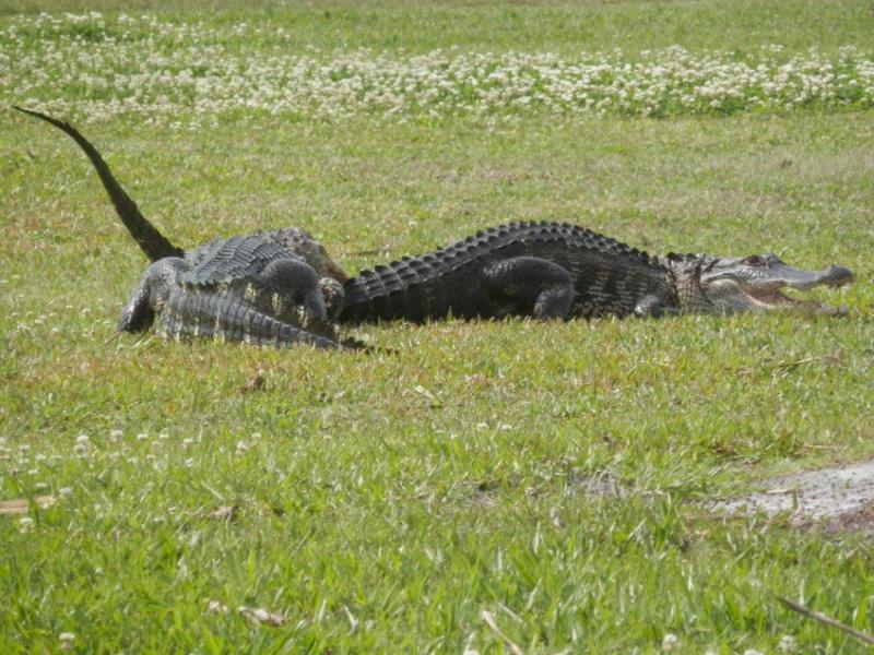 alligators-fighting-on-golf-course-march-27th-2016-009_107468