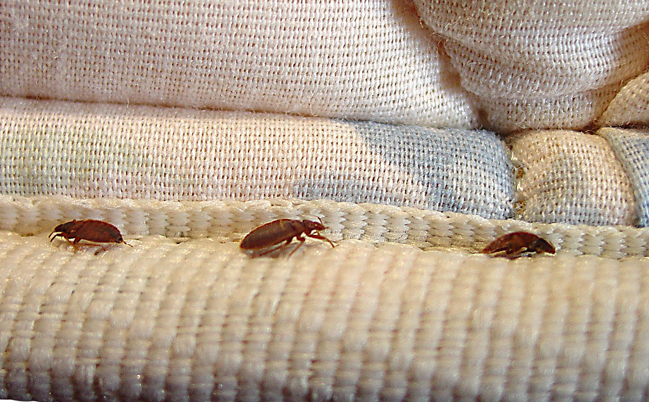 bed bugs_117118