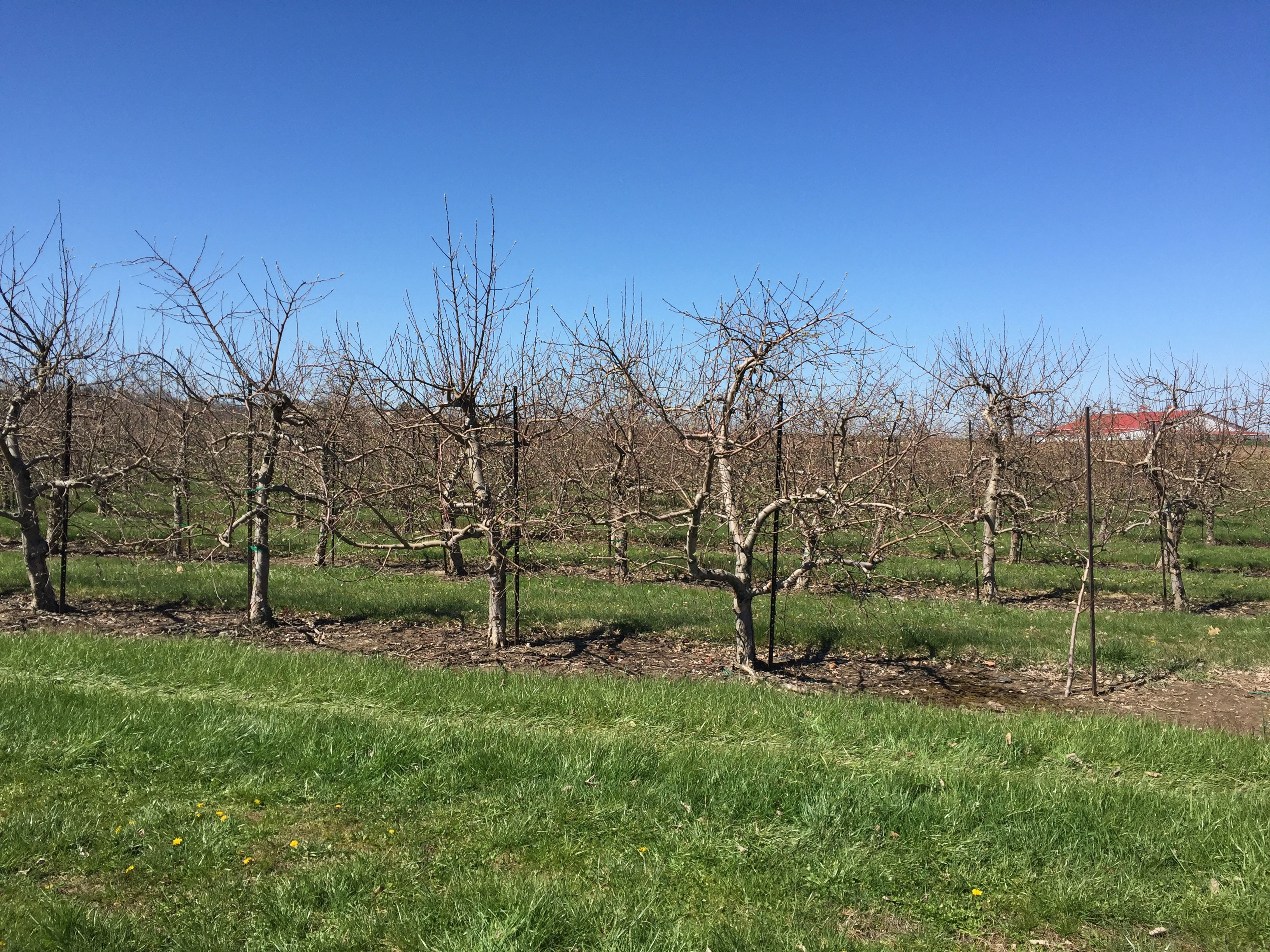Apple-Orchard-Pataskala_112729