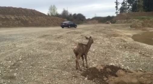 baby deer_107852