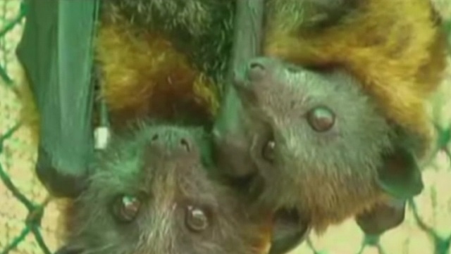 bats_115741