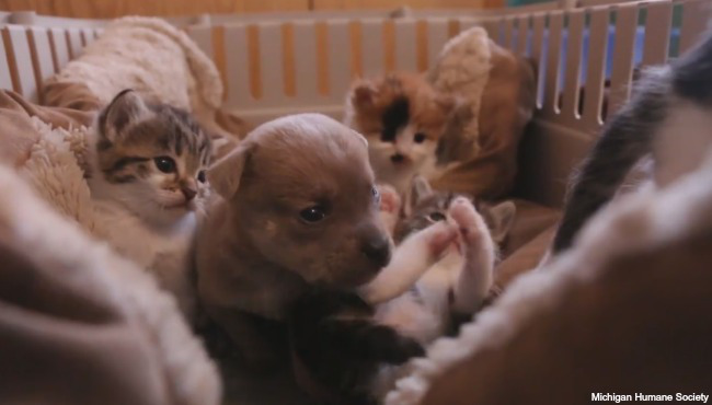 bobby-and-kittens-042216_116278