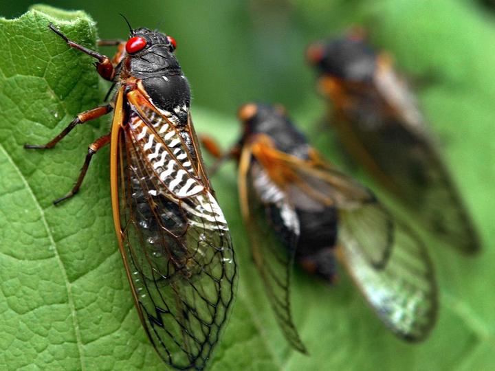 cicada_108286
