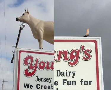 cow gone_107987