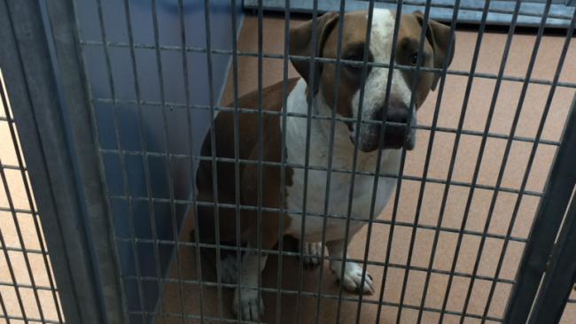 dog2_116854