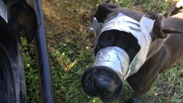 dog duct taped_108707