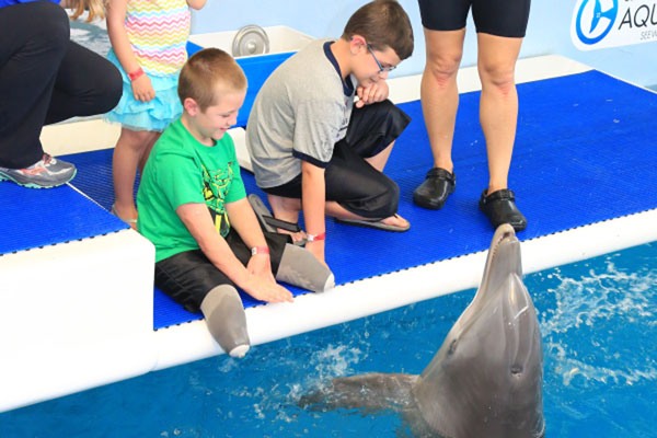 dolphin_108360