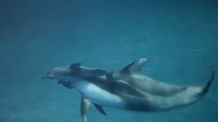 dolphins swim_116060